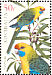 Green Rosella Platycercus caledonicus