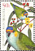 Purple-crowned Lorikeet Parvipsitta porphyrocephala