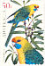 Green Rosella Platycercus caledonicus  2005 Australian parrots ce, sa