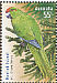 Norfolk Parakeet Cyanoramphus cookii