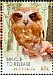 Australian Boobook Ninox boobook