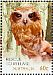 Australian Boobook Ninox boobook