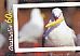 Silver Gull Chroicocephalus novaehollandiae  2012 Living Australian 4x5v booklet, sa