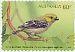 Forty-spotted Pardalote Pardalotus quadragintus