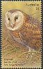 Eastern Grass Owl Tyto longimembris