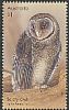 Greater Sooty Owl Tyto tenebricosa