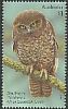 Australian Boobook Ninox boobook  2016 Owls 