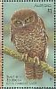 Australian Boobook Ninox boobook  2016 Owls Sheet