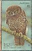 Australian Boobook Ninox boobook