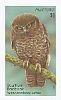 Australian Boobook Ninox boobook