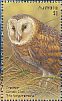 Eastern Grass Owl Tyto longimembris