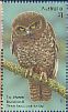 Australian Boobook Ninox boobook