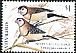 Double-barred Finch Stizoptera bichenovii  2018 Finches of Australia 