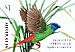 Blue-faced Parrotfinch Erythrura trichroa  2018 Finches of Australia Booklet, sa