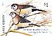 Double-barred Finch Stizoptera bichenovii  2018 Finches of Australia Booklet, sa