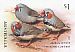 Australian Zebra Finch Taeniopygia castanotis  2018 Finches of Australia Booklet, sa