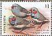 Australian Zebra Finch Taeniopygia castanotis