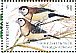 Double-barred Finch Stizoptera bichenovii