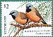 Black-throated Finch Poephila cincta  2018 Finches of Australia 