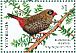 Beautiful Firetail Stagonopleura bella  2018 Finches of Australia Sheet