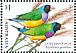 Gouldian Finch Chloebia gouldiae