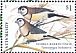 Double-barred Finch Stizoptera bichenovii  2018 2018 Collection, Finches of Australia Sheet