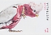 Galah Eolophus roseicapilla  2019 Australian fauna 10x1$ booklet, sa