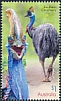 Southern Cassowary Casuarius casuarius