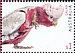 Galah Eolophus roseicapilla