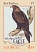 Wedge-tailed Eagle Aquila audax