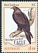 Wedge-tailed Eagle Aquila audax