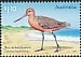 Bar-tailed Godwit Limosa lapponica