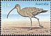 Far Eastern Curlew Numenius madagascariensis