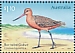 Bar-tailed Godwit Limosa lapponica