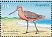 Bar-tailed Godwit Limosa lapponica  2021 Migratory shorebirds Sheet