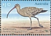 Far Eastern Curlew Numenius madagascariensis