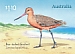 Bar-tailed Godwit Limosa lapponica  2021 Migratory shorebirds Booklet, sa