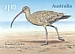 Far Eastern Curlew Numenius madagascariensis  2021 Migratory shorebirds Booklet, sa