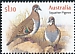Squatter Pigeon Geophaps scripta  2021 Pigeons and doves 
