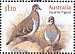 Squatter Pigeon Geophaps scripta  2021 Pigeons and doves Sheet
