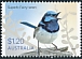 Superb Fairywren Malurus cyaneus  2023 Fairy-wrens 