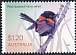 Red-backed Fairywren Malurus melanocephalus  2023 Fairy-wrens 