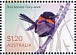 Red-backed Fairywren Malurus melanocephalus  2023 Fairy-wrens Sheet