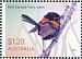 Red-backed Fairywren Malurus melanocephalus