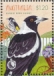 Australian Magpie Gymnorhina tibicen