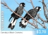 Carnaby's Black Cockatoo Zanda latirostris