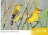 Yellow Chat Epthianura crocea