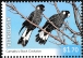 Carnaby's Black Cockatoo Zanda latirostris