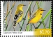 Yellow Chat Epthianura crocea