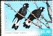Carnaby's Black Cockatoo Zanda latirostris  2026 Endangered birds Sheet in stamp pack